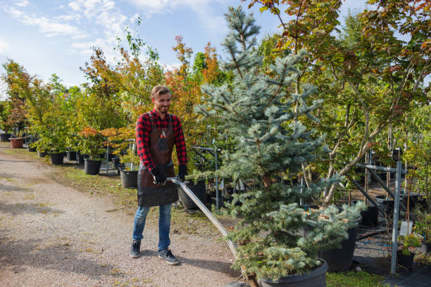 Best Tree Trimming and Pruning  in Stansberry Lake, WA